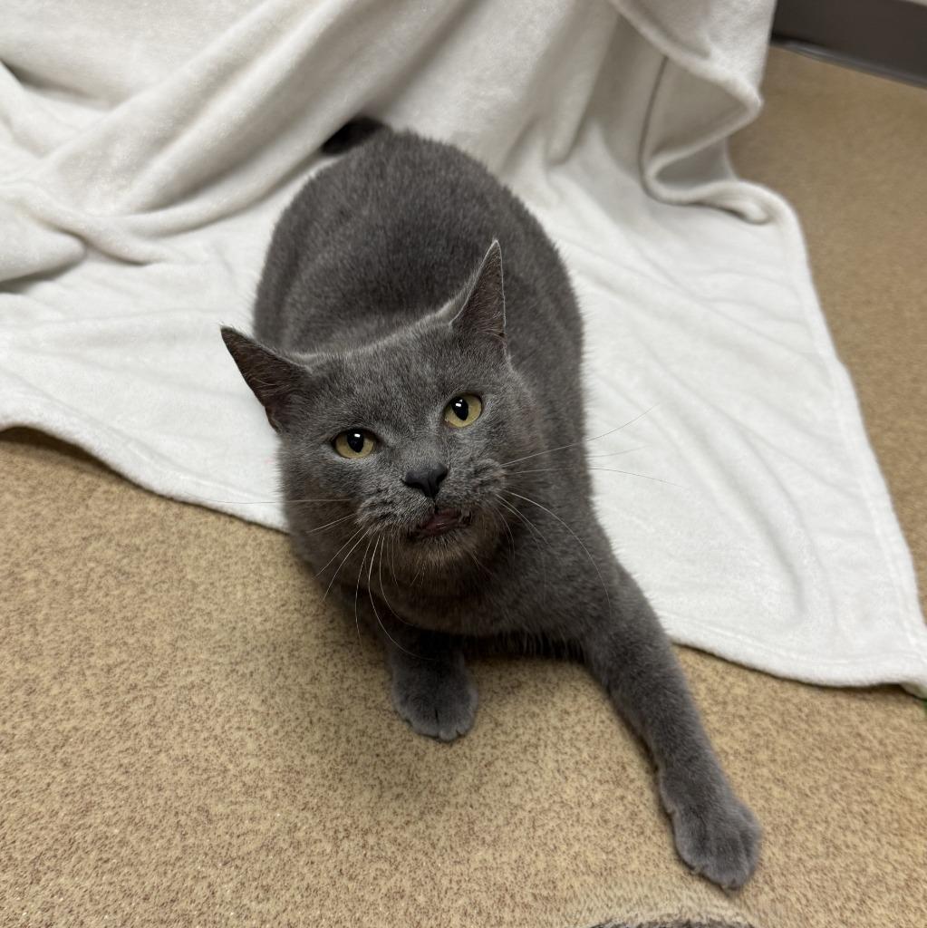 Colette, a Adoptable mixed breed in Brenham, TX image 3/6