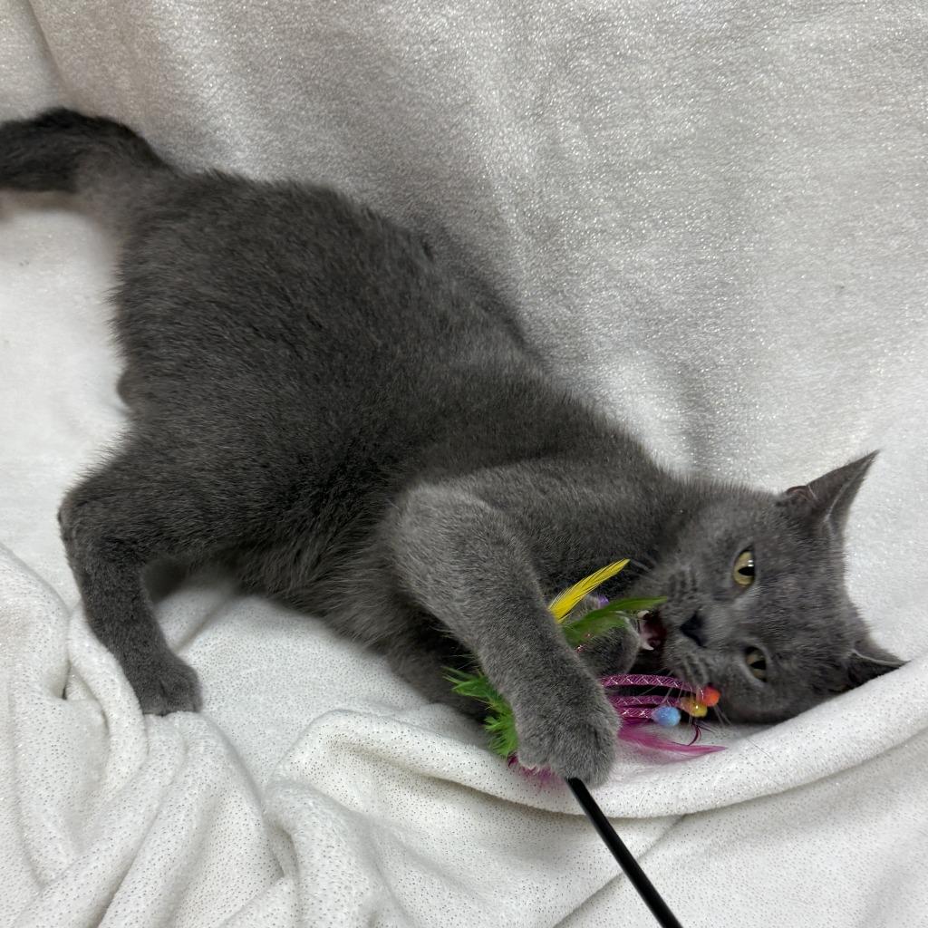 Colette, a Adoptable mixed breed in Brenham, TX image 4/6