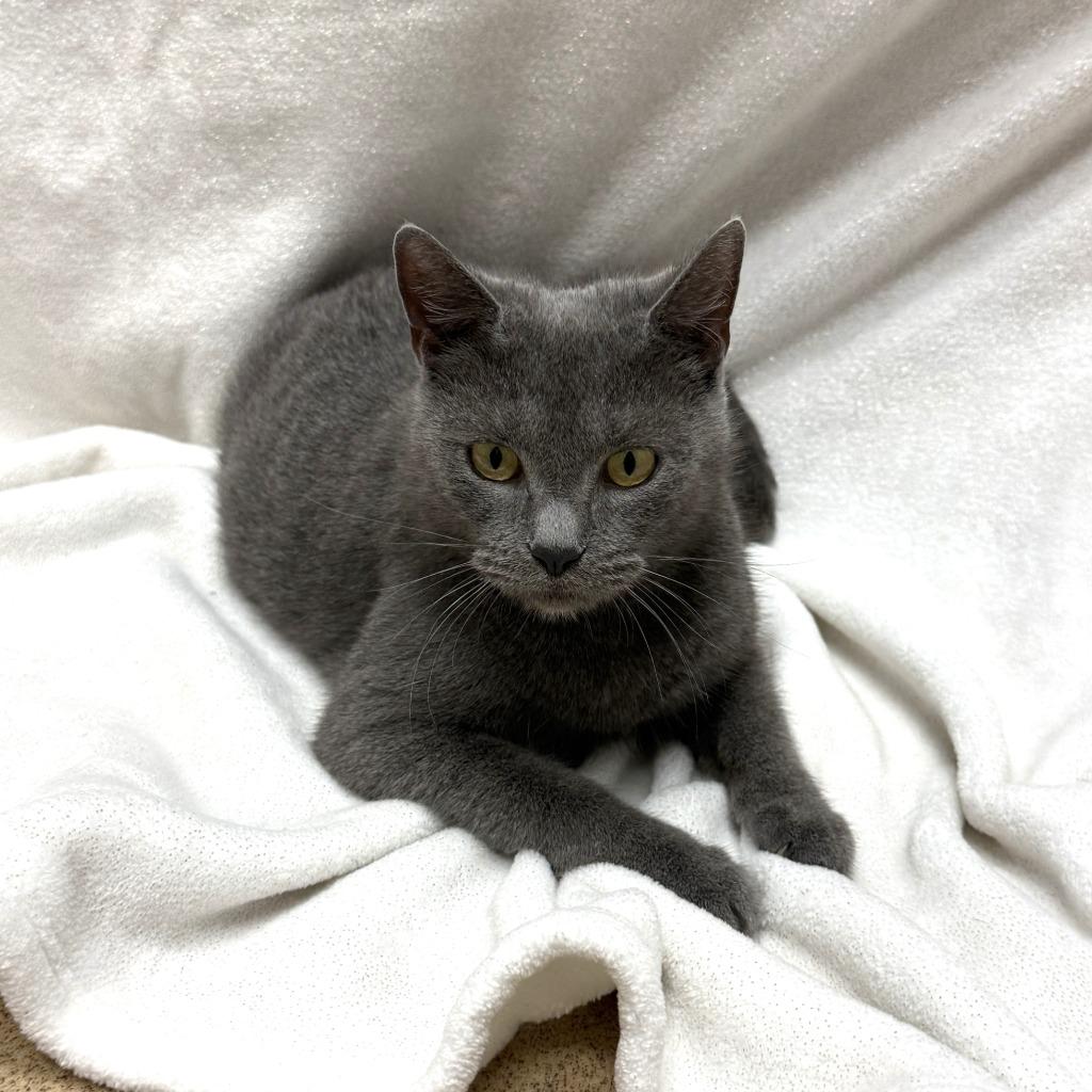 Colette, a Adoptable mixed breed in Brenham, TX image 5/6