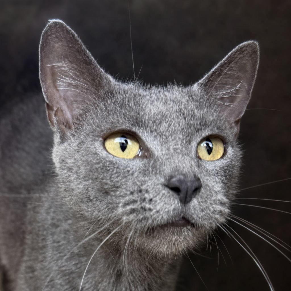 Enlarge Colette, a Adoptable mixed breed in Brenham, TX image 1/6