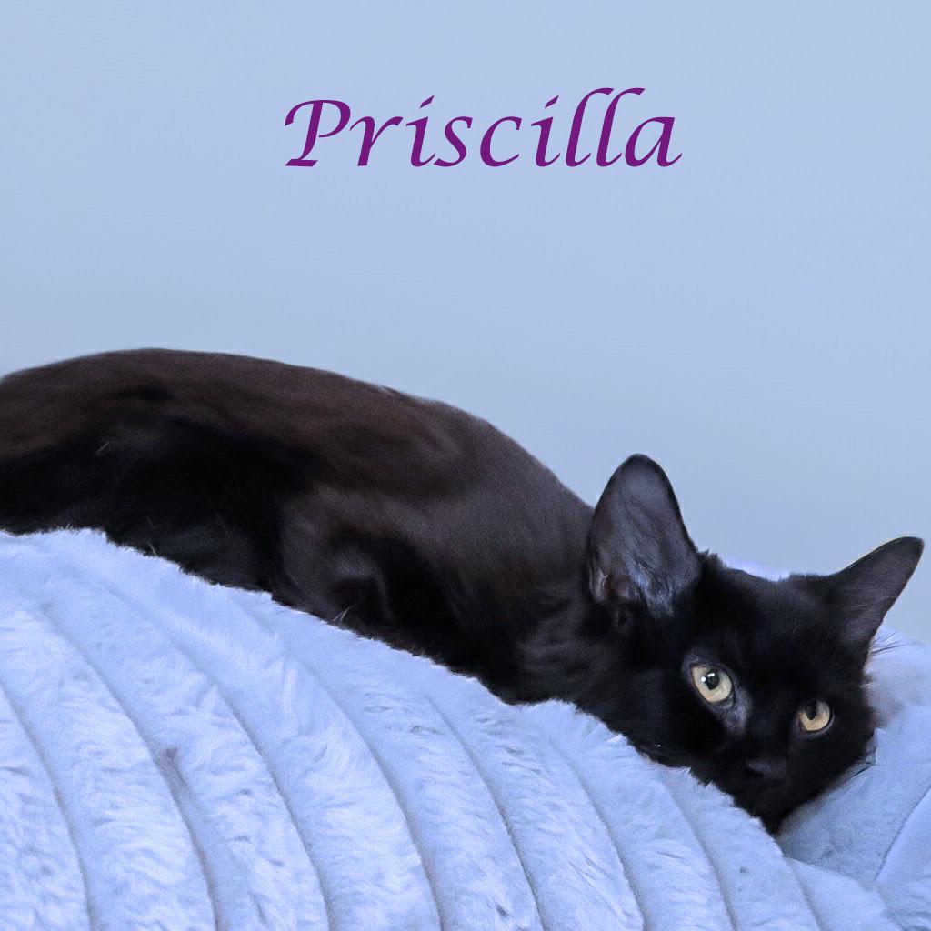 Enlarge Priscilla C25-338, a Adoptable Domestic Medium Hair in Lebanon, TN image 1/4