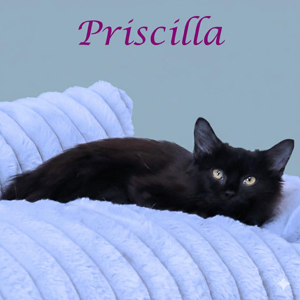 Enlarge Priscilla C25-338, a Adoptable Domestic Medium Hair in Lebanon, TN image 3/4