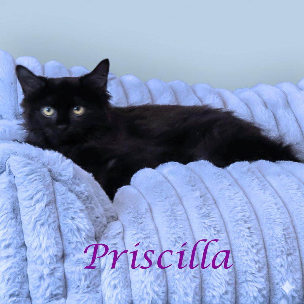 Enlarge Priscilla C25-338, a Adoptable Domestic Medium Hair in Lebanon, TN image 4/4