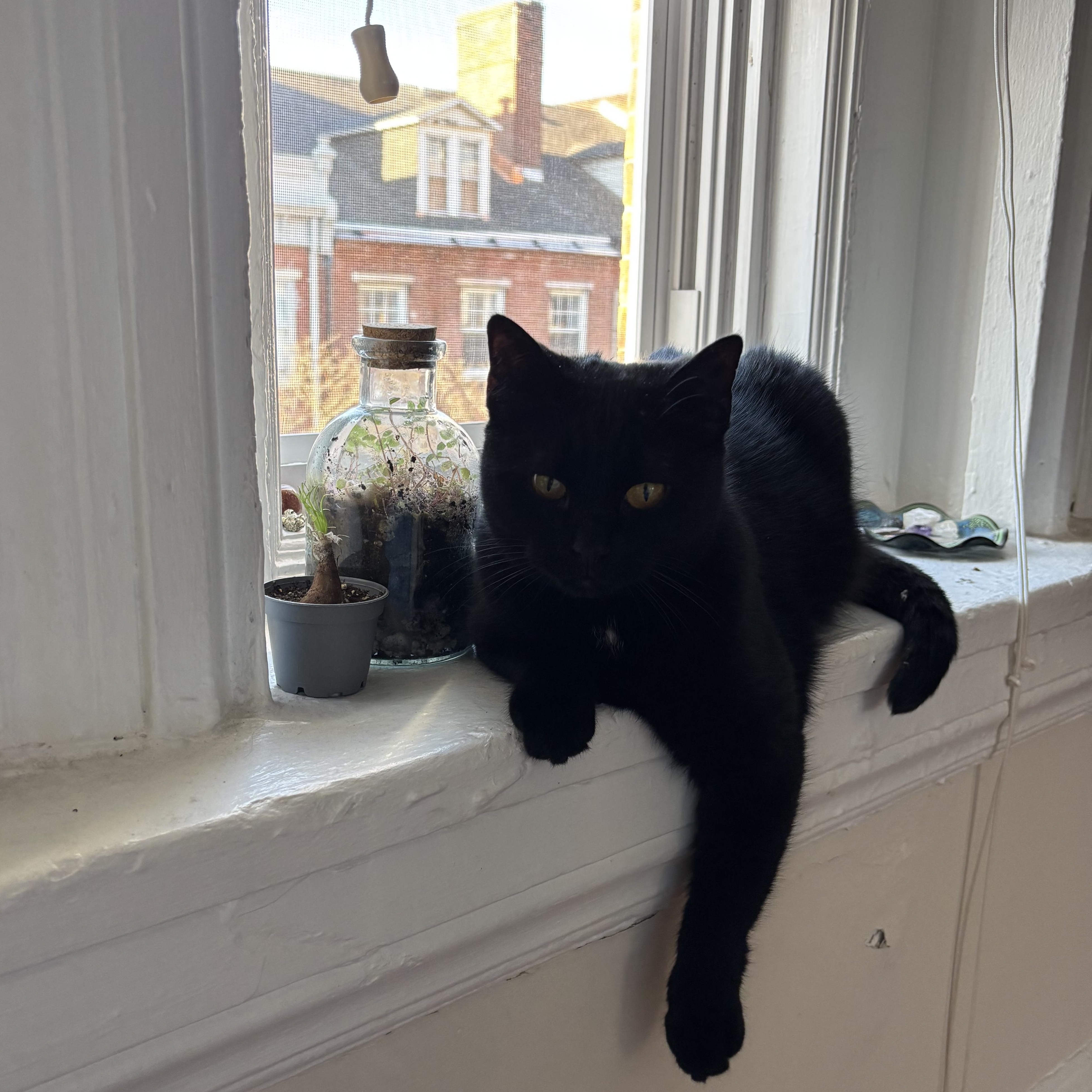 Enlarge Bilie, a Adoptable Domestic Short Hair in Westville, NJ image 3/4