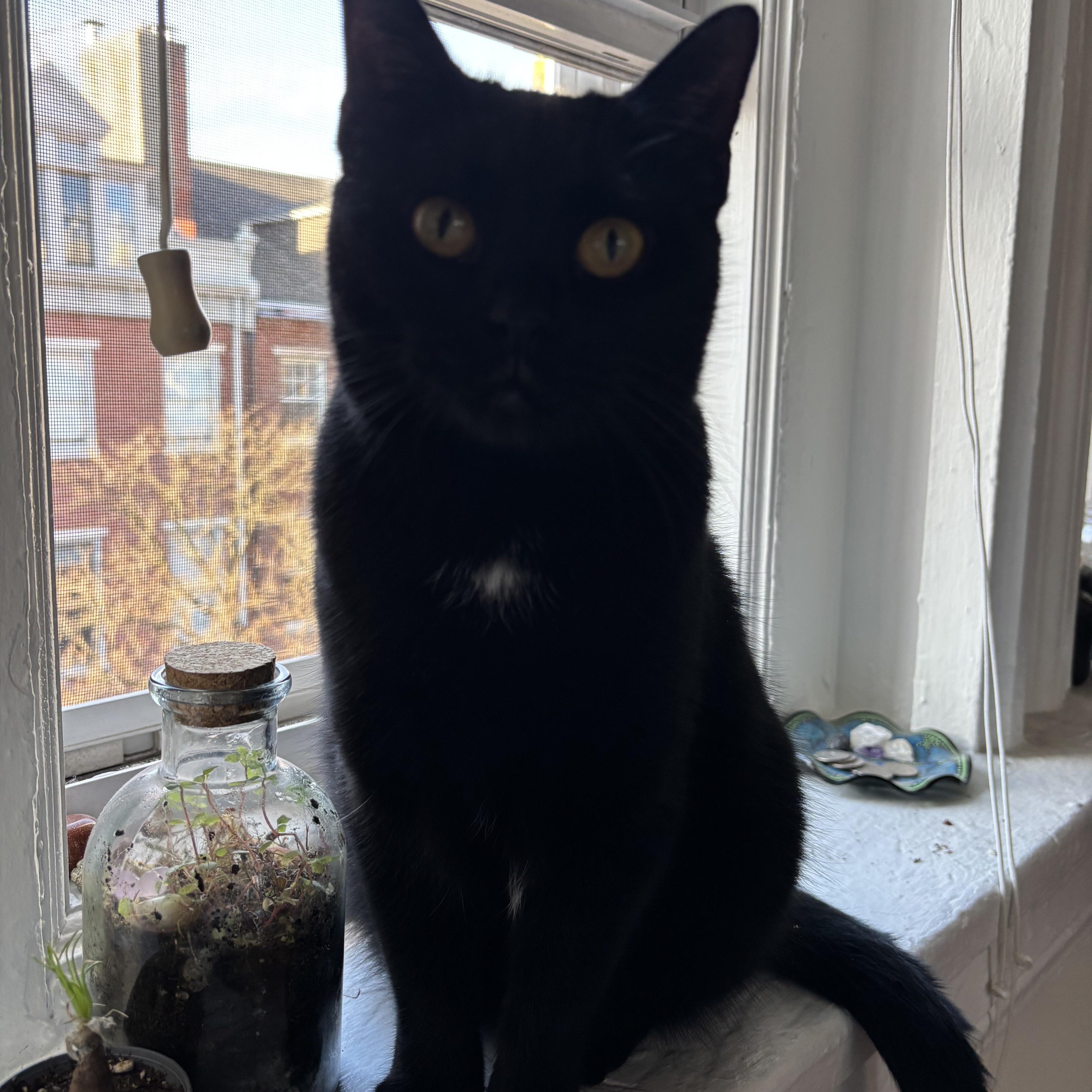 Enlarge Bilie, a Adoptable Domestic Short Hair in Westville, NJ image 1/4