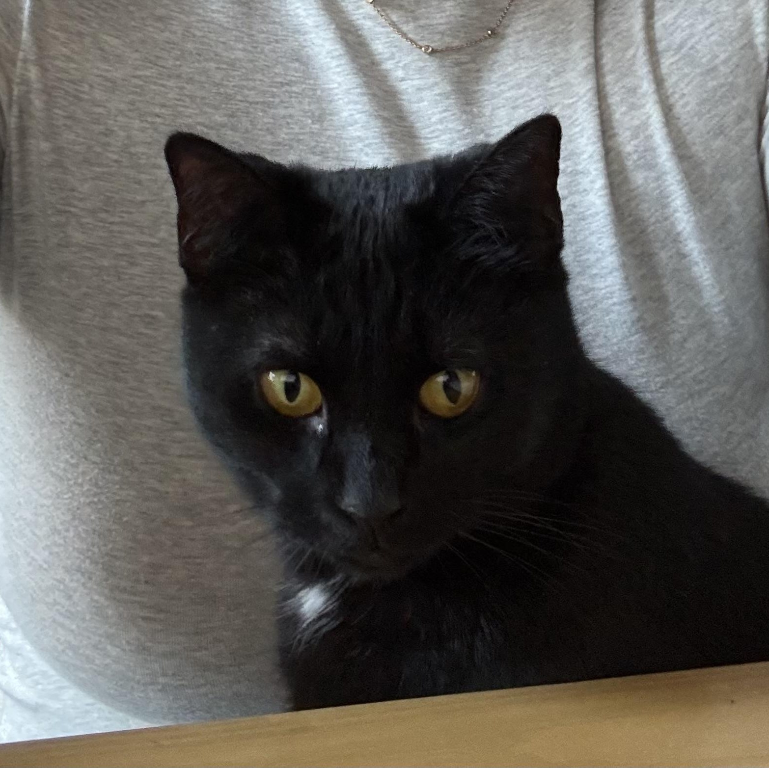 Enlarge Bilie, a Adoptable Domestic Short Hair in Westville, NJ image 4/4