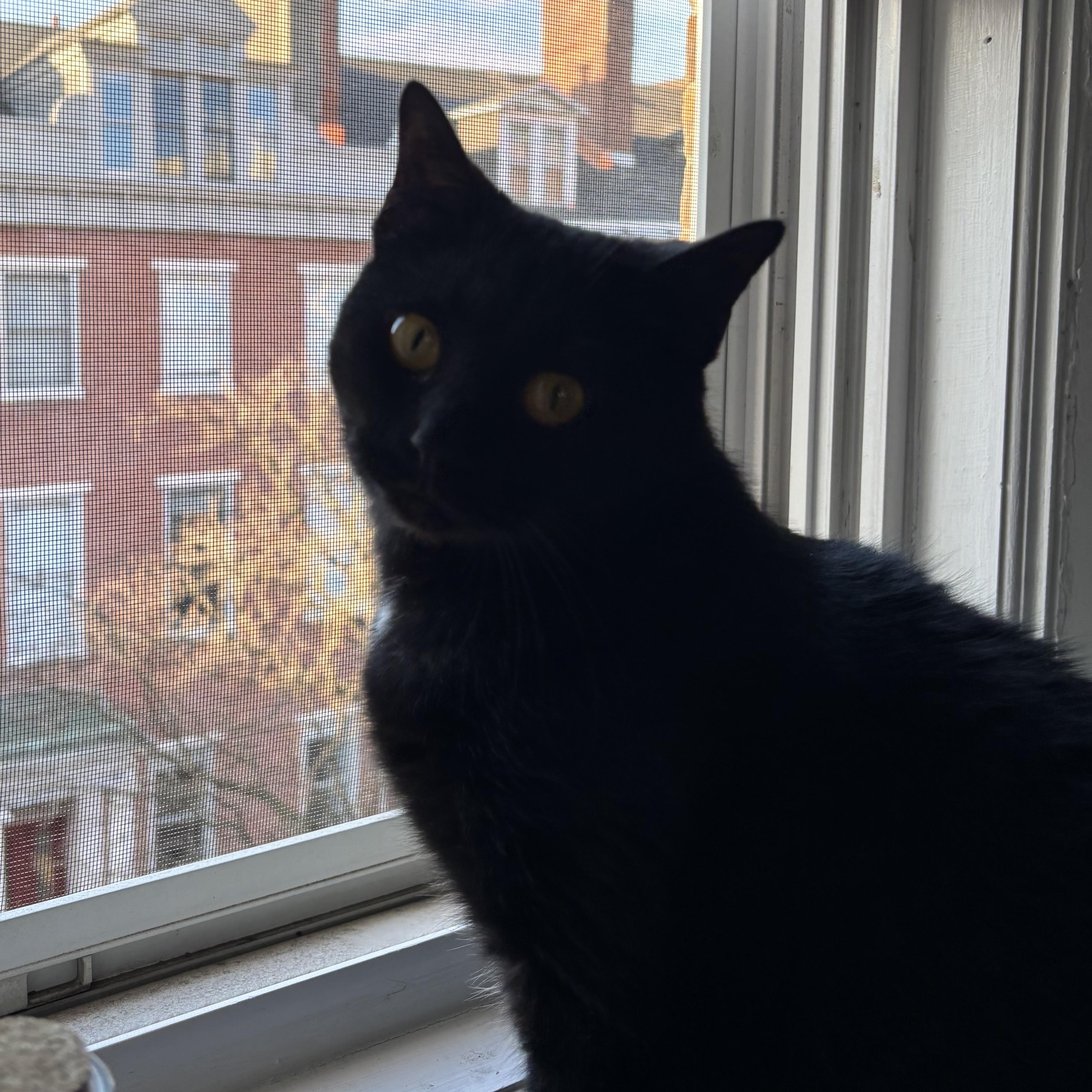 Enlarge Bilie, a Adoptable Domestic Short Hair in Westville, NJ image 2/4