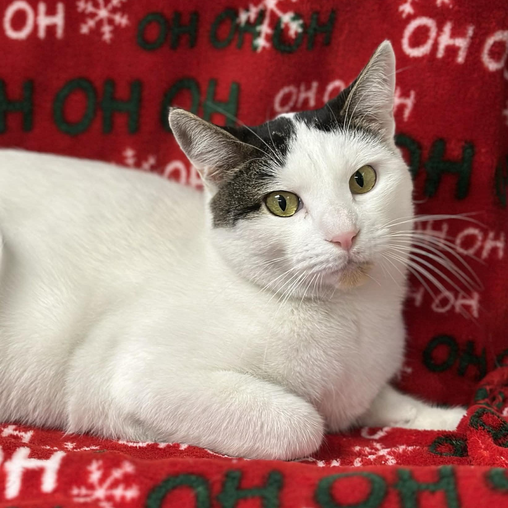 Peter, a Adoptable Domestic Short Hair in Bridgewater, NJ image 2/2