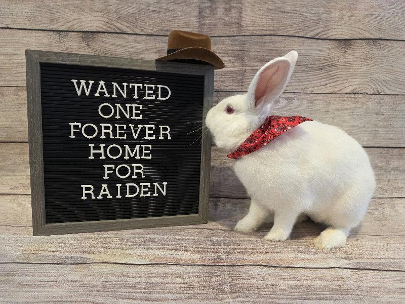Raiden, a Adoptable Florida White in Columbus, OH image 1/2