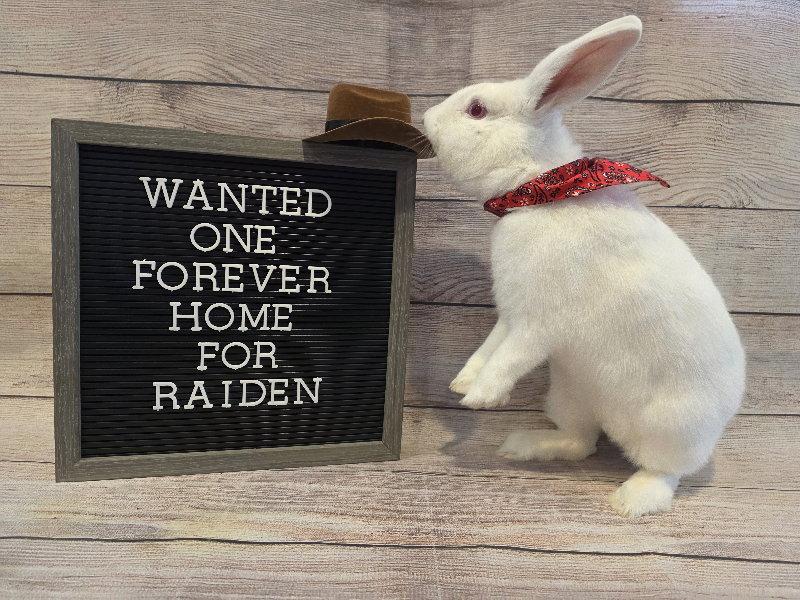 Raiden, a Adoptable Florida White in Columbus, OH image 2/2