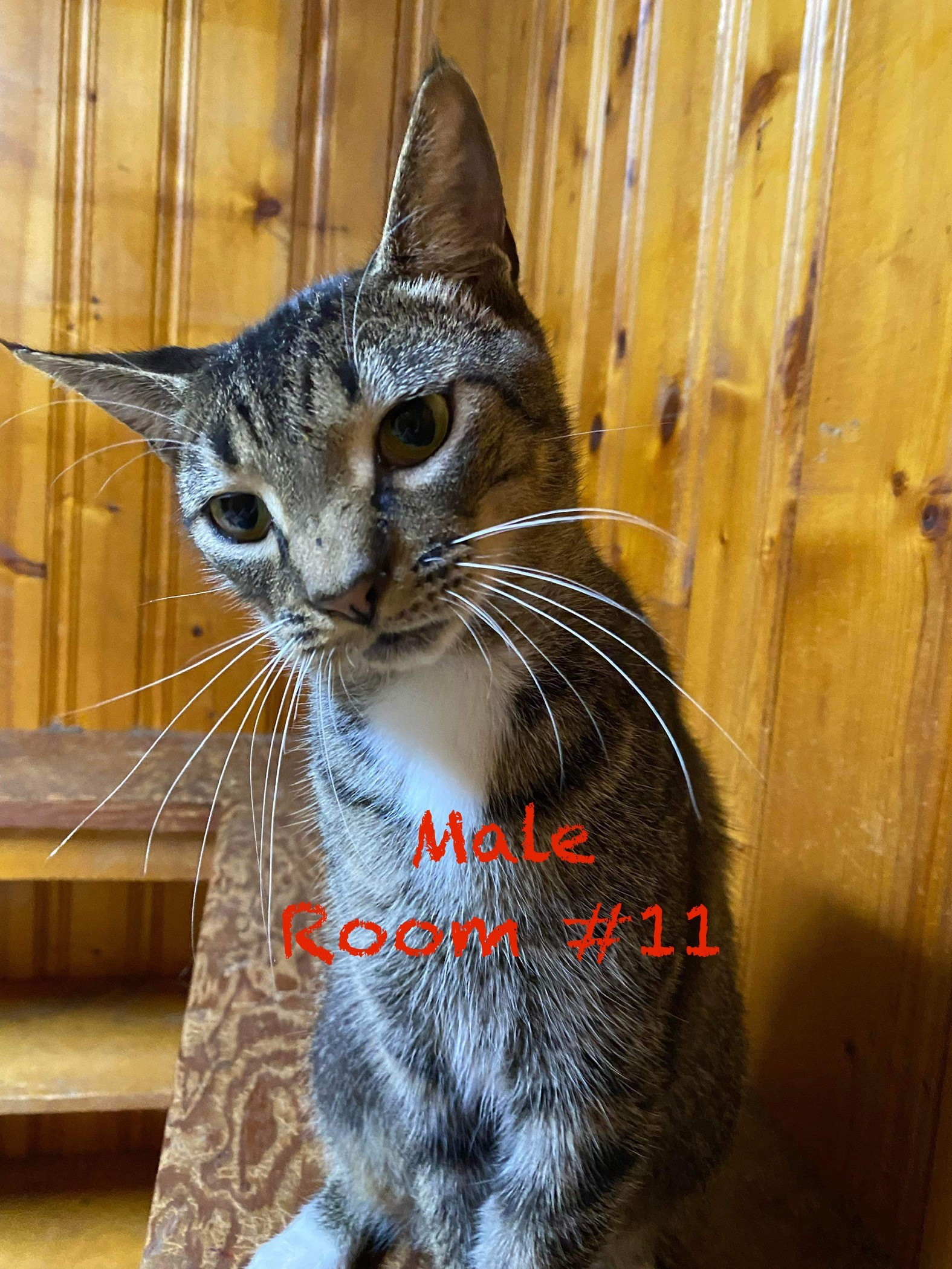Awaiting Name - Updating record, an adoptable Tabby in Elloree, SC, 29047 | Photo Image 1