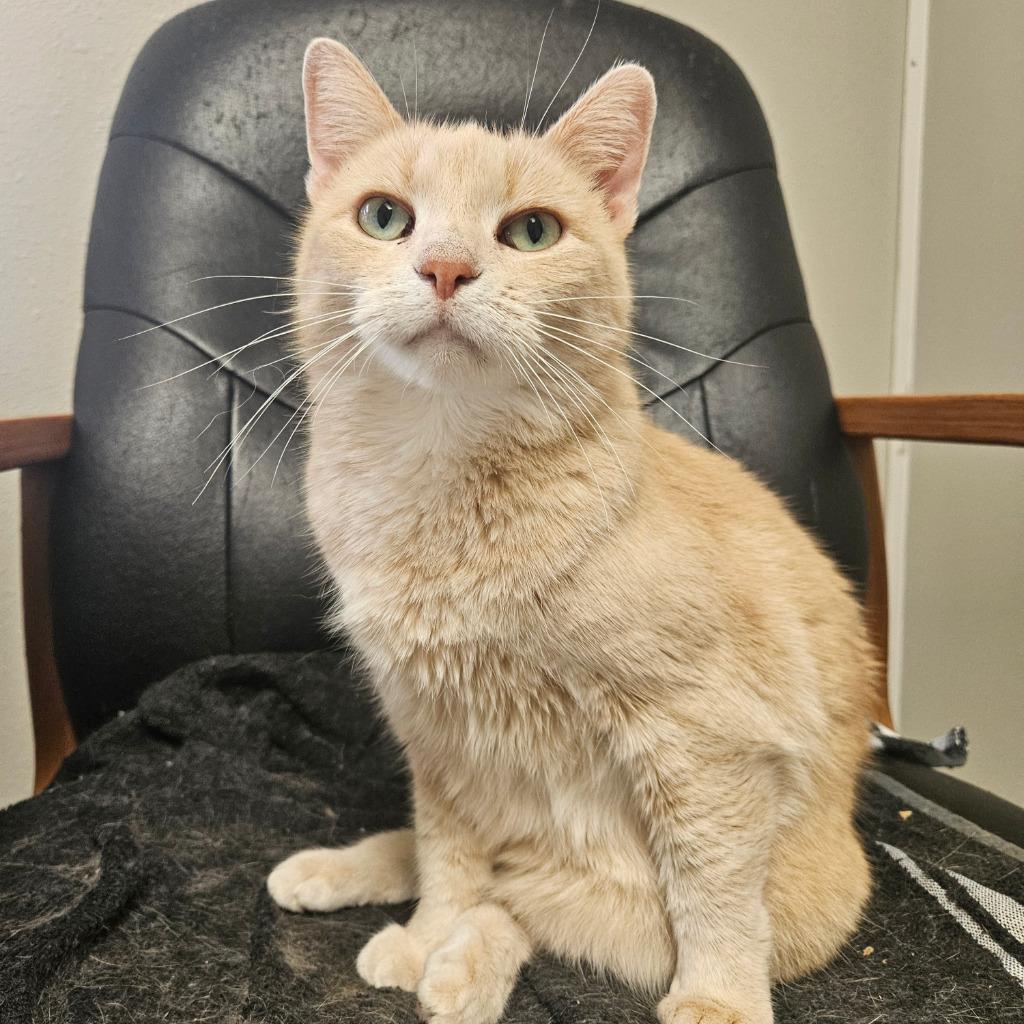 Sandy, Adoptable, Adult Female Domestic Short Hair.