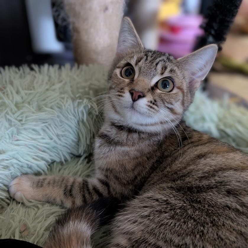 Jesk, Adoptable, Young Female Domestic Short Hair.