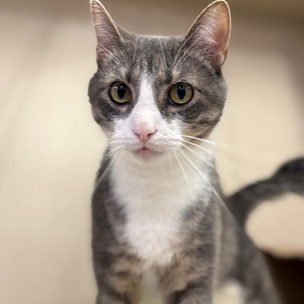 Enlarge Gregory, a Adoptable mixed breed in Des Moines, IA image 1/6