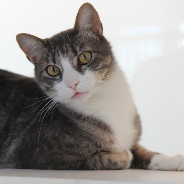 Enlarge Gregory, a Adoptable mixed breed in Des Moines, IA image 2/6