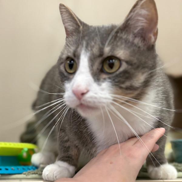 Enlarge Gregory, a Adoptable mixed breed in Des Moines, IA image 3/6