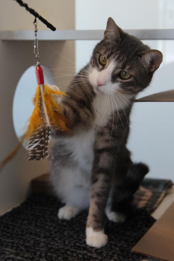 Enlarge Gregory, a Adoptable mixed breed in Des Moines, IA image 5/6