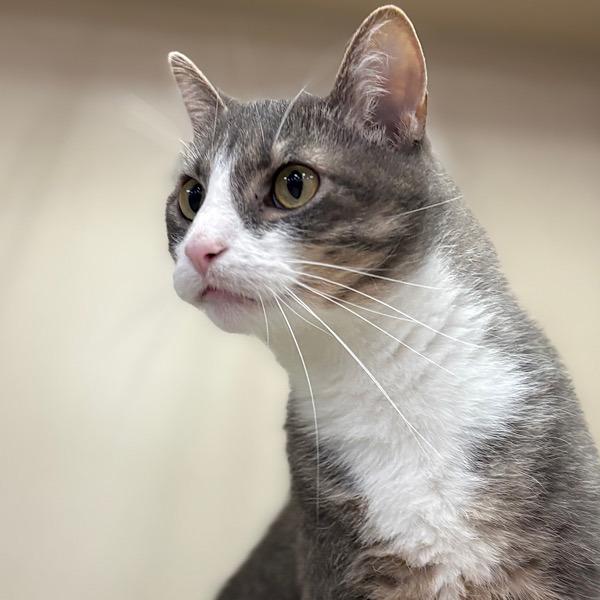 Enlarge Gregory, a Adoptable mixed breed in Des Moines, IA image 6/6