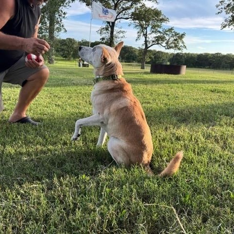 Enlarge Lucky, a Adopted Australian Cattle Dog / Blue Heeler in Cypress, TX image 1/6