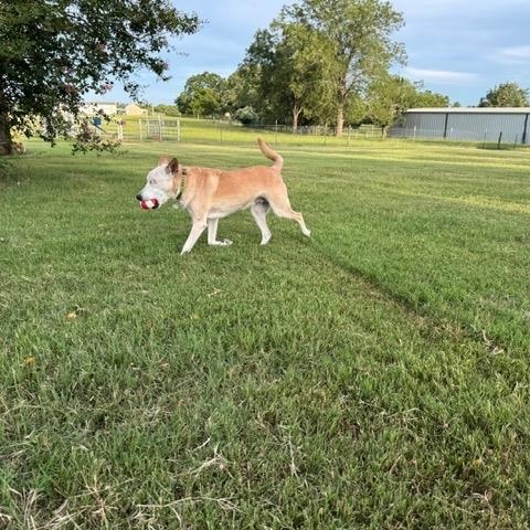 Enlarge Lucky, a Adopted Australian Cattle Dog / Blue Heeler in Cypress, TX image 2/6