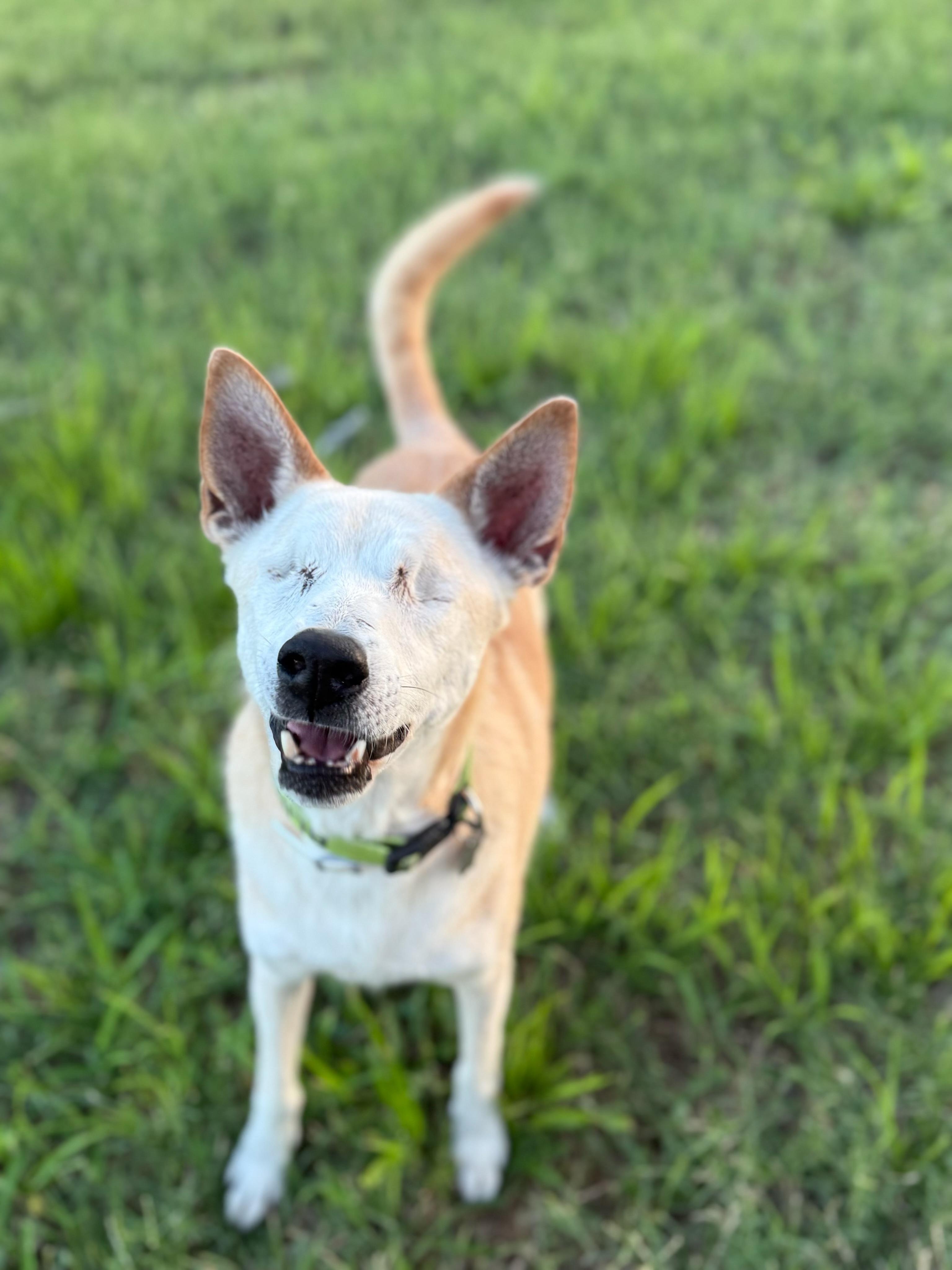 Enlarge Lucky, a Adopted Australian Cattle Dog / Blue Heeler in Cypress, TX image 3/6