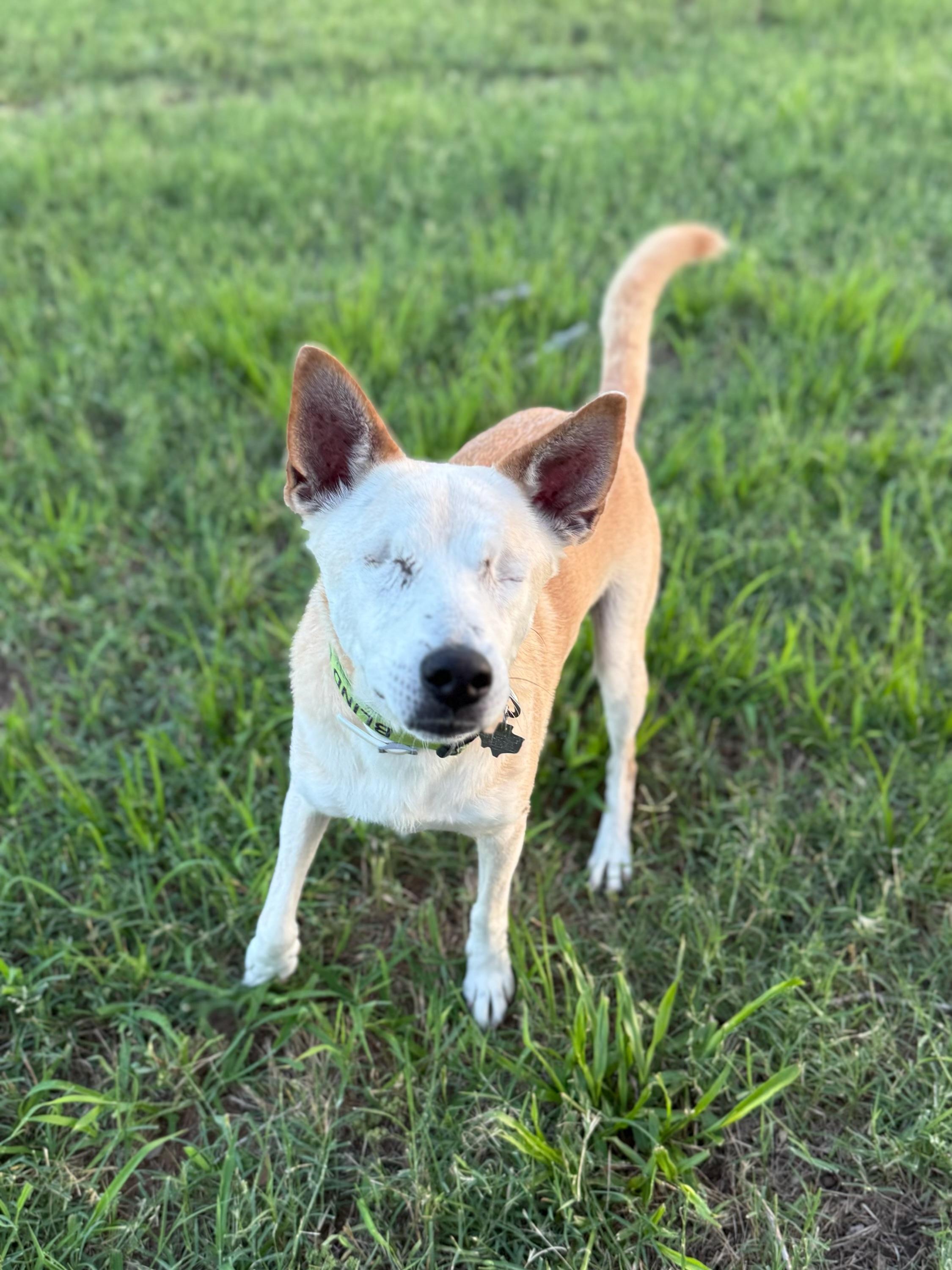 Enlarge Lucky, a Adopted Australian Cattle Dog / Blue Heeler in Cypress, TX image 4/6
