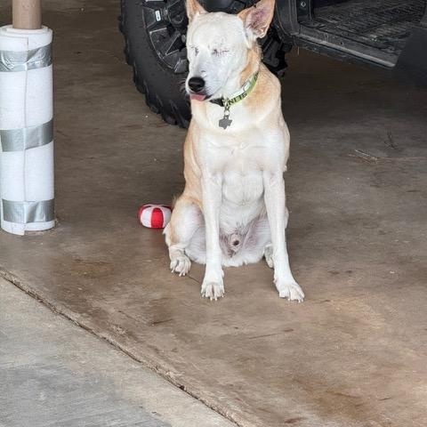 Enlarge Lucky, a Adopted Australian Cattle Dog / Blue Heeler in Cypress, TX image 5/6