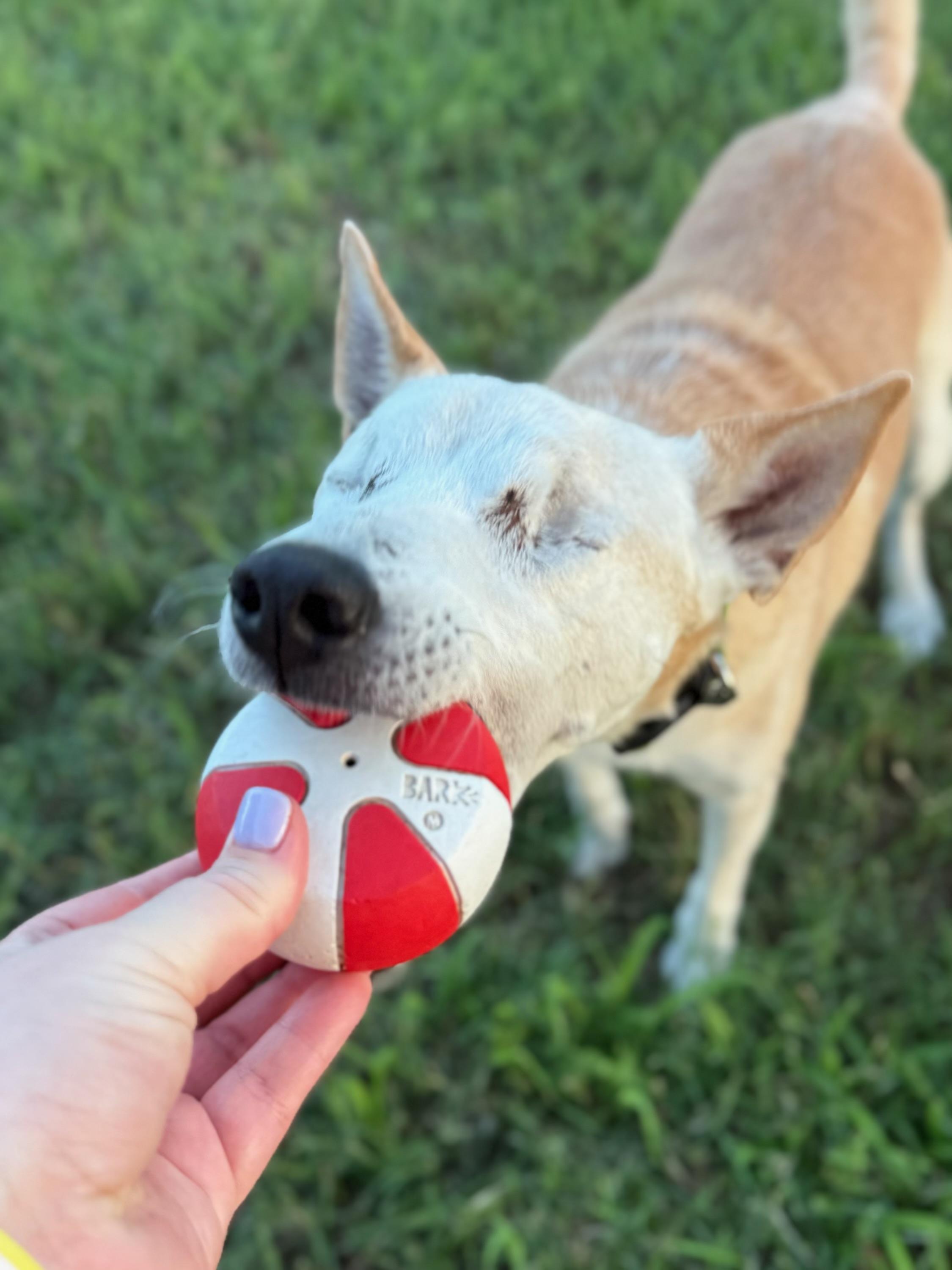 Enlarge Lucky, a Adopted Australian Cattle Dog / Blue Heeler in Cypress, TX image 6/6