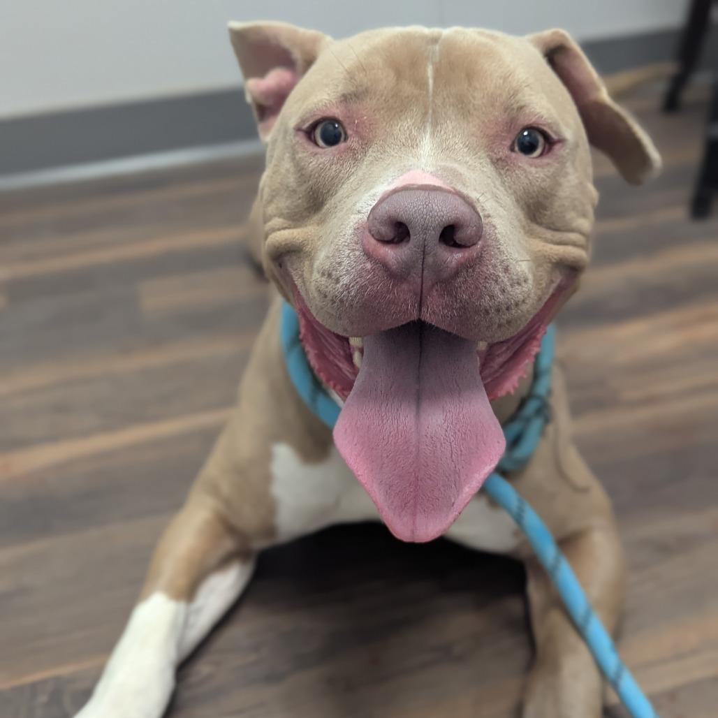 Roscoe, a Adoptable Mixed Breed in Jeffersonville, IN image 1/4