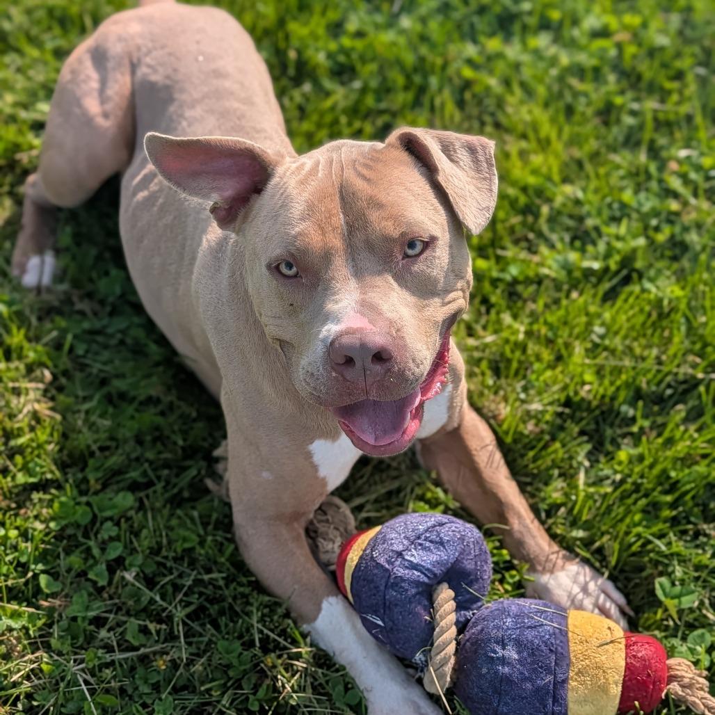 Roscoe, a Adoptable Mixed Breed in Jeffersonville, IN image 2/4