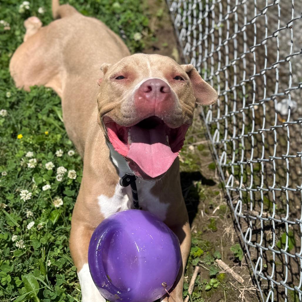 Enlarge Roscoe, a Adoptable Mixed Breed in Jeffersonville, IN image 3/6