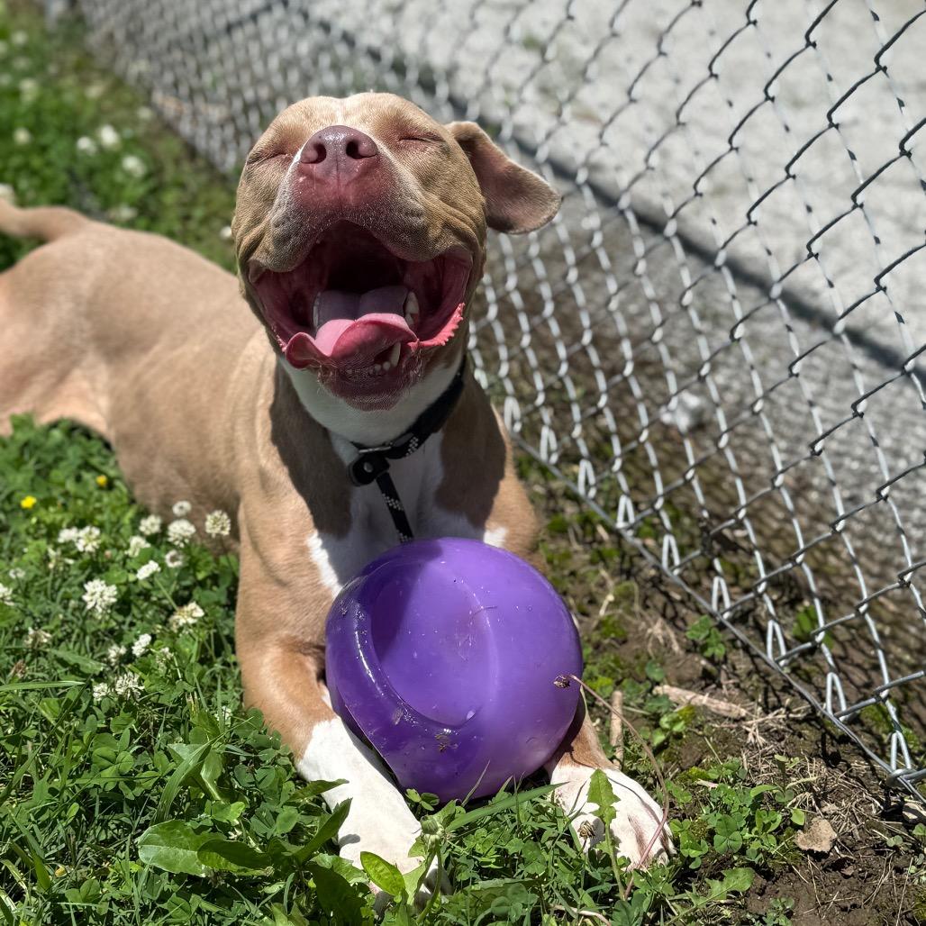 Enlarge Roscoe, a Adoptable Mixed Breed in Jeffersonville, IN image 4/6