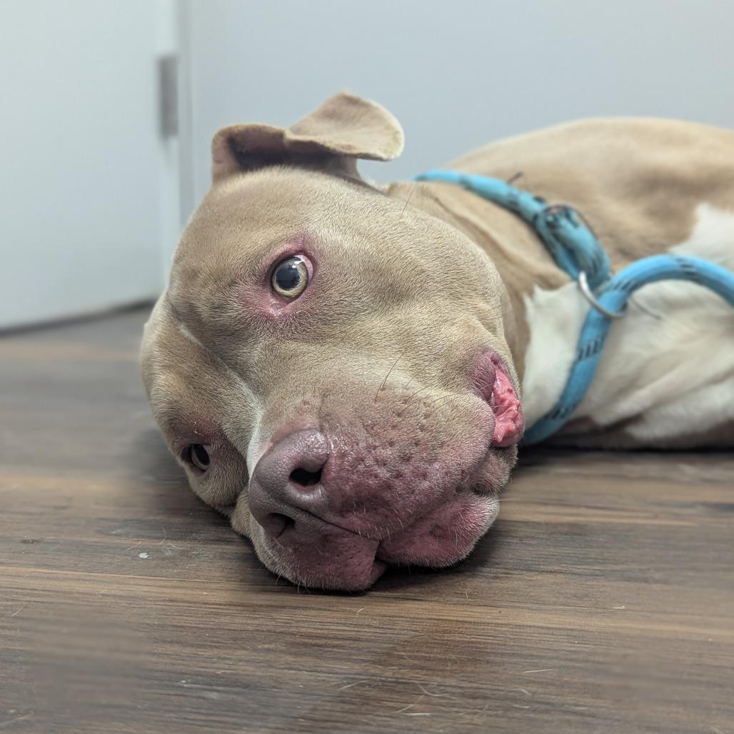 Roscoe, a Adoptable Mixed Breed in Jeffersonville, IN image 3/4