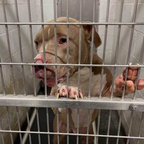 Roscoe, a Adoptable Mixed Breed in Jeffersonville, IN image 4/4