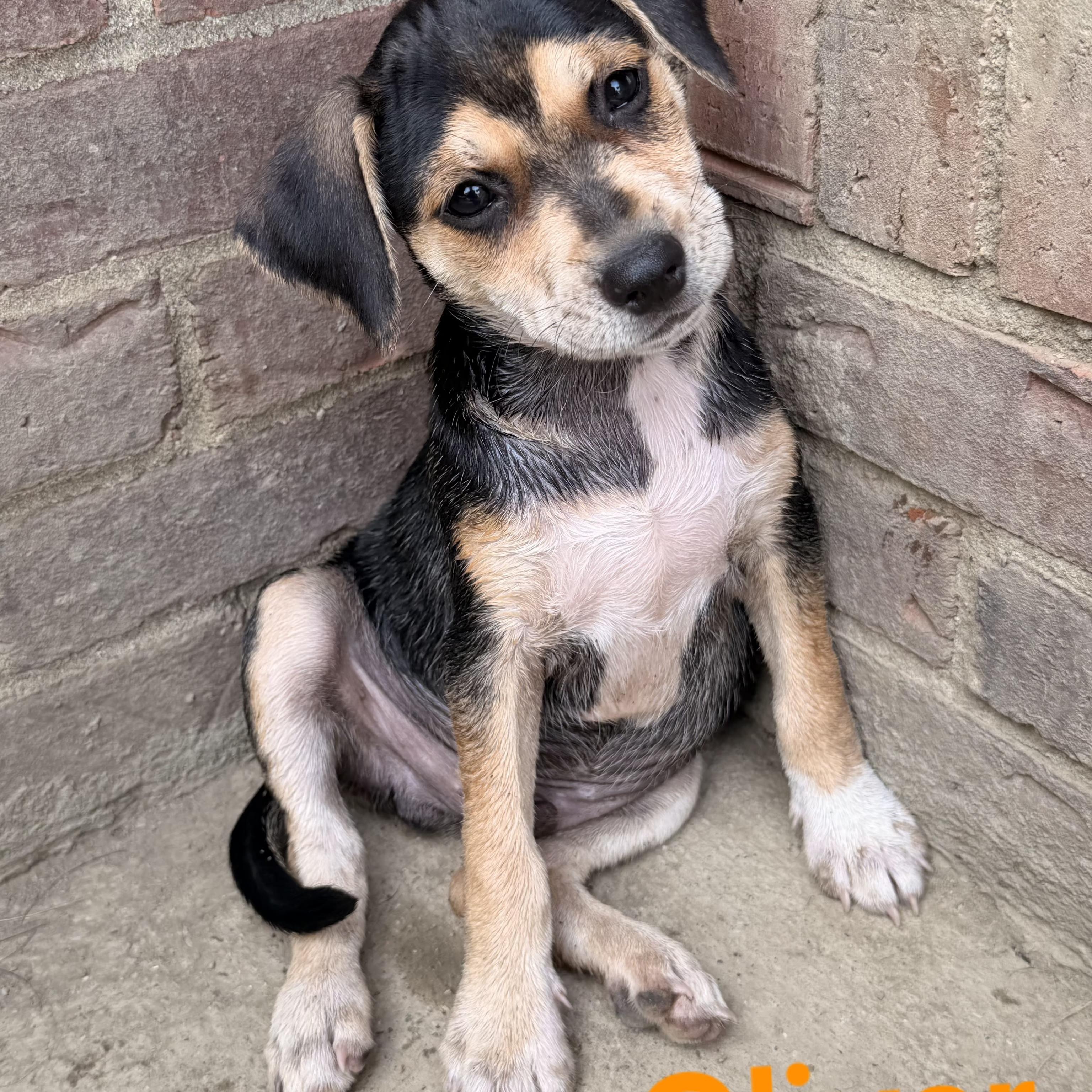 Oliver, a ADOPTABLE mixed breed in Lexington, KY image 1/3