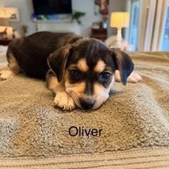 Oliver, a ADOPTABLE mixed breed in Lexington, KY image 3/3