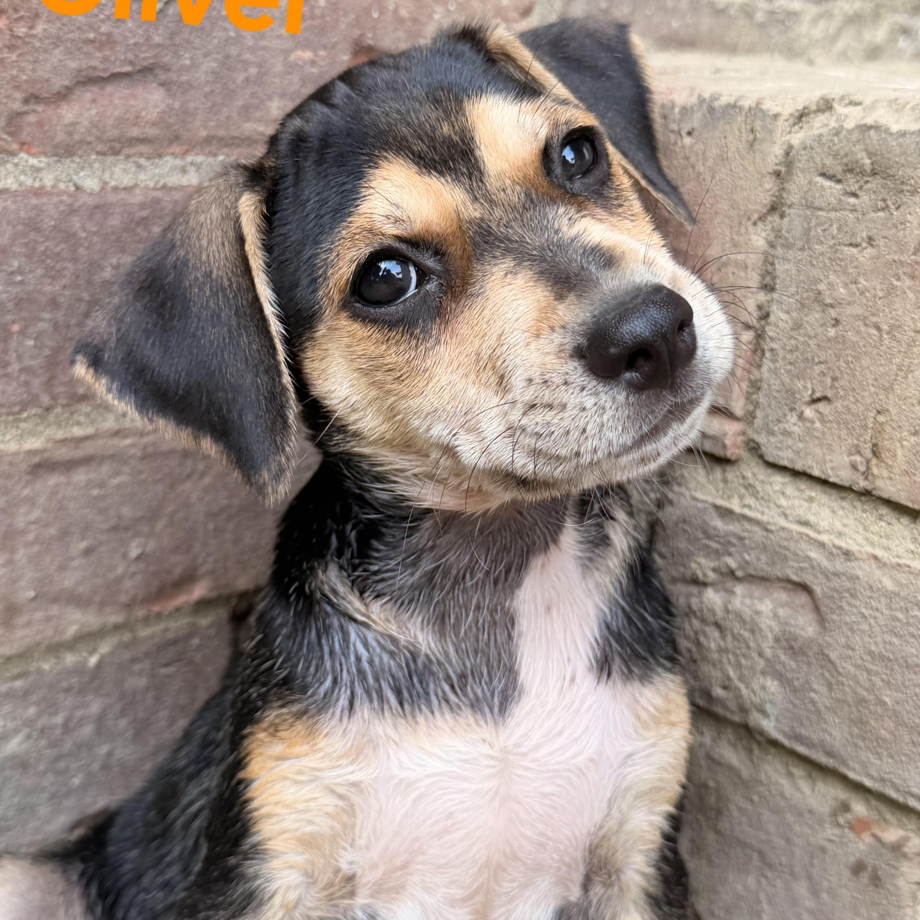 Oliver, a ADOPTABLE mixed breed in Lexington, KY image 2/3