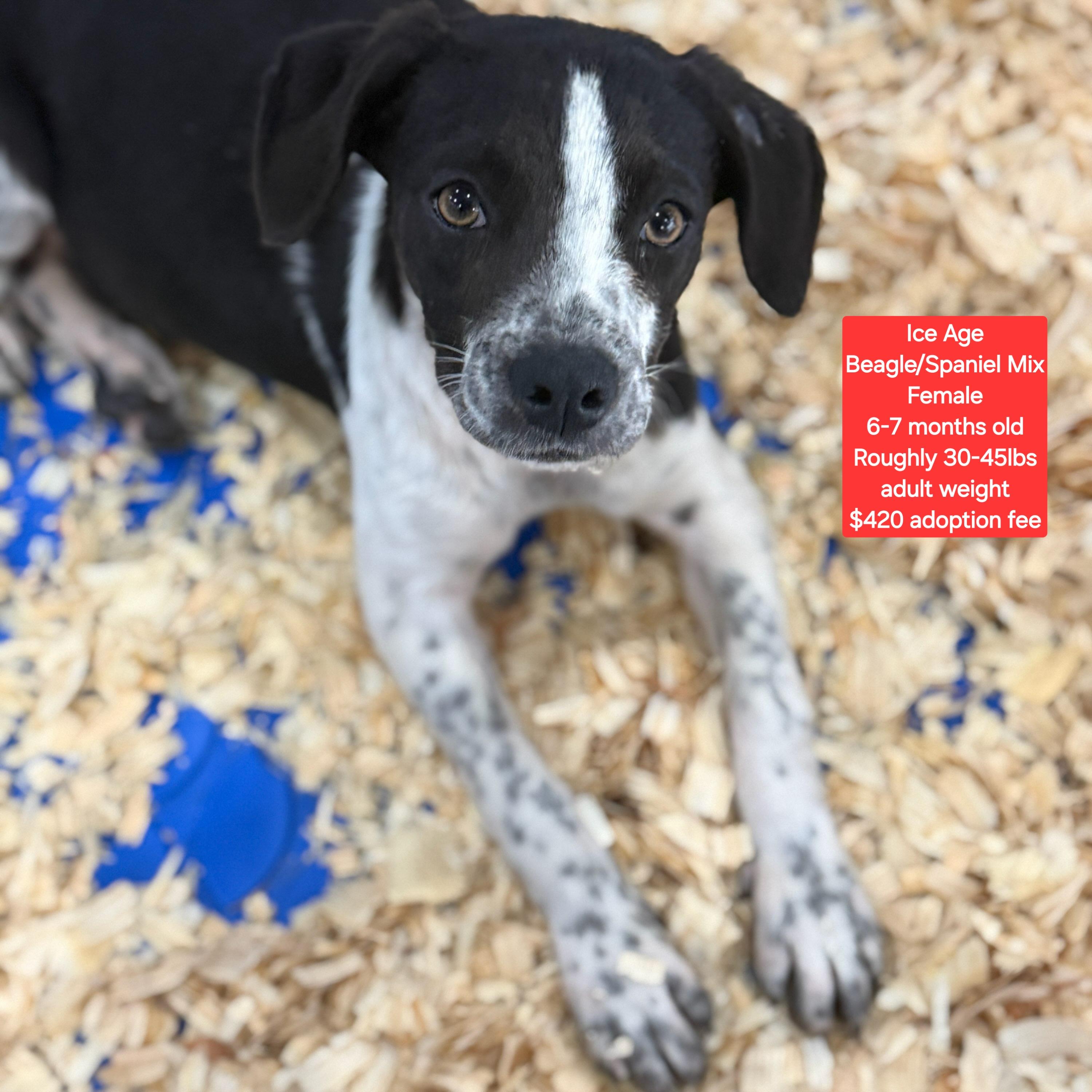 Ice Age, ADOPTABLE, Young Female Beagle & Spaniel.