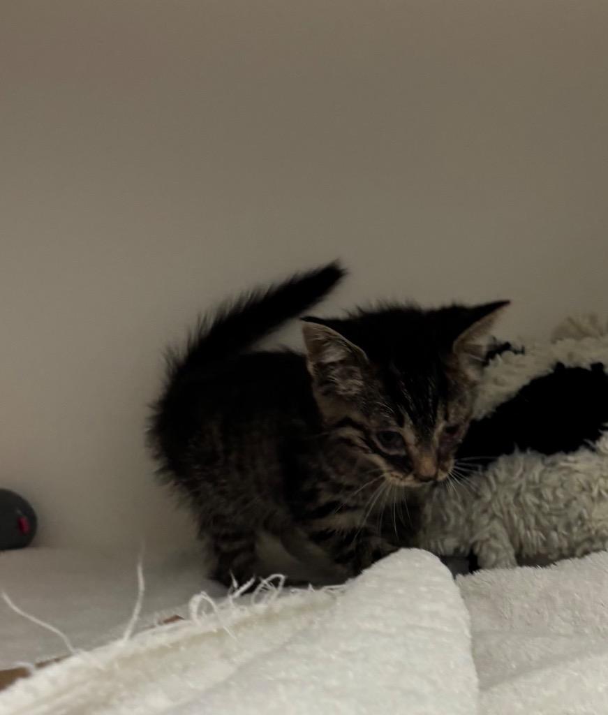 Croissant, Adoptable, Kitten Male Domestic Short Hair.