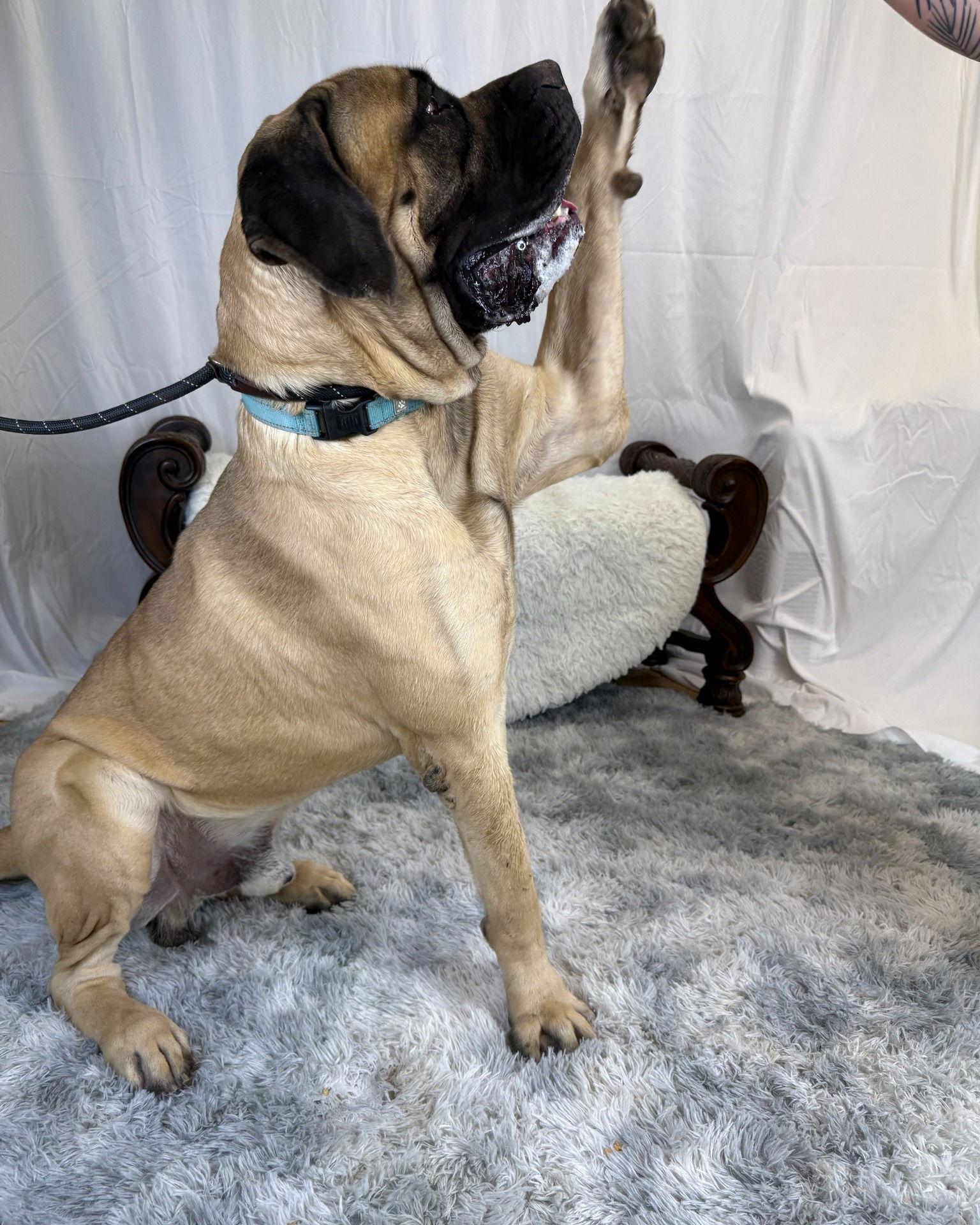 Grainger, Adoptable, Young Male Mastiff.
