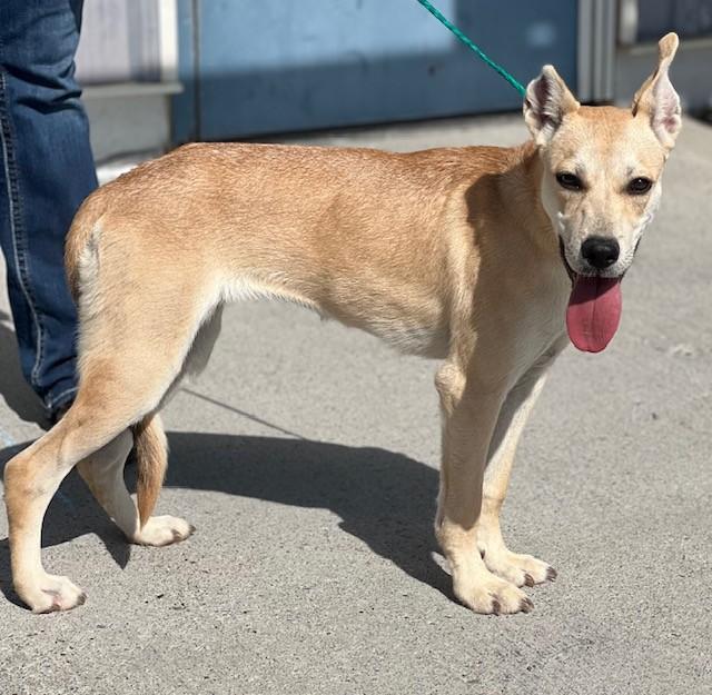 Enlarge 61419009, a ADOPTABLE Shepherd in Elko, NV image 1/1