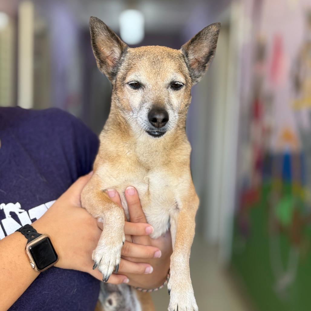 Enlarge Brian, a Adoptable Chihuahua in Fresno, CA image 1/6