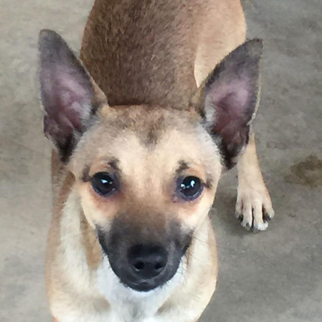 Enlarge Brian, a Adoptable Chihuahua in Fresno, CA image 3/6