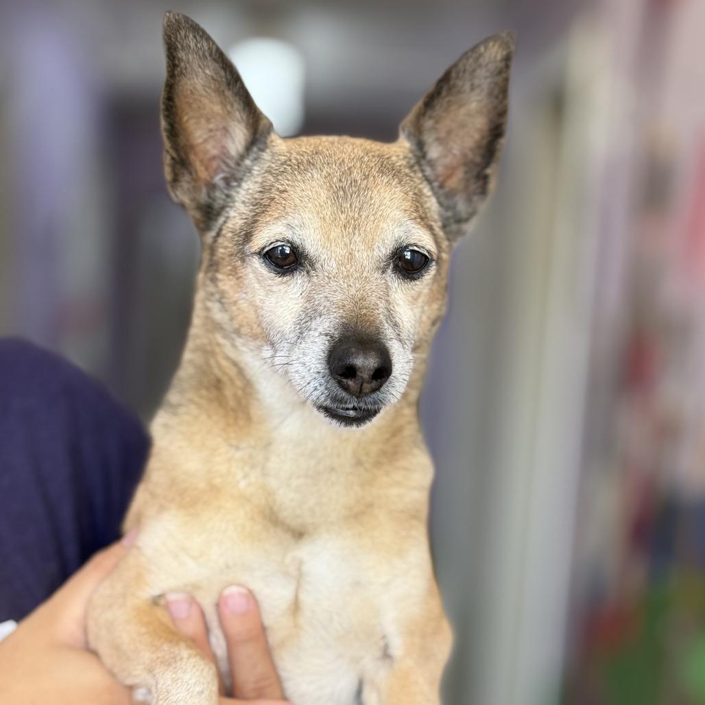 Enlarge Brian, a Adoptable Chihuahua in Fresno, CA image 4/6