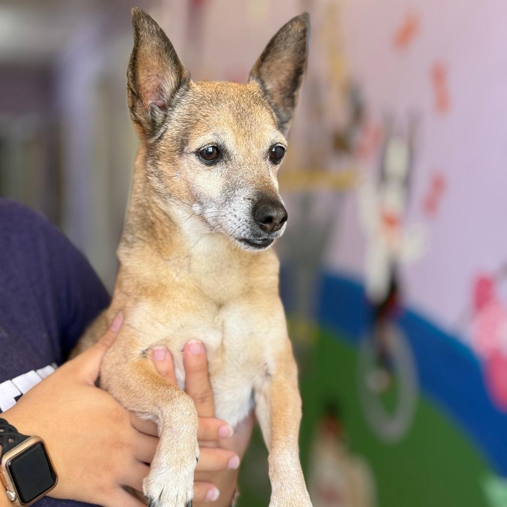 Enlarge Brian, a Adoptable Chihuahua in Fresno, CA image 5/6