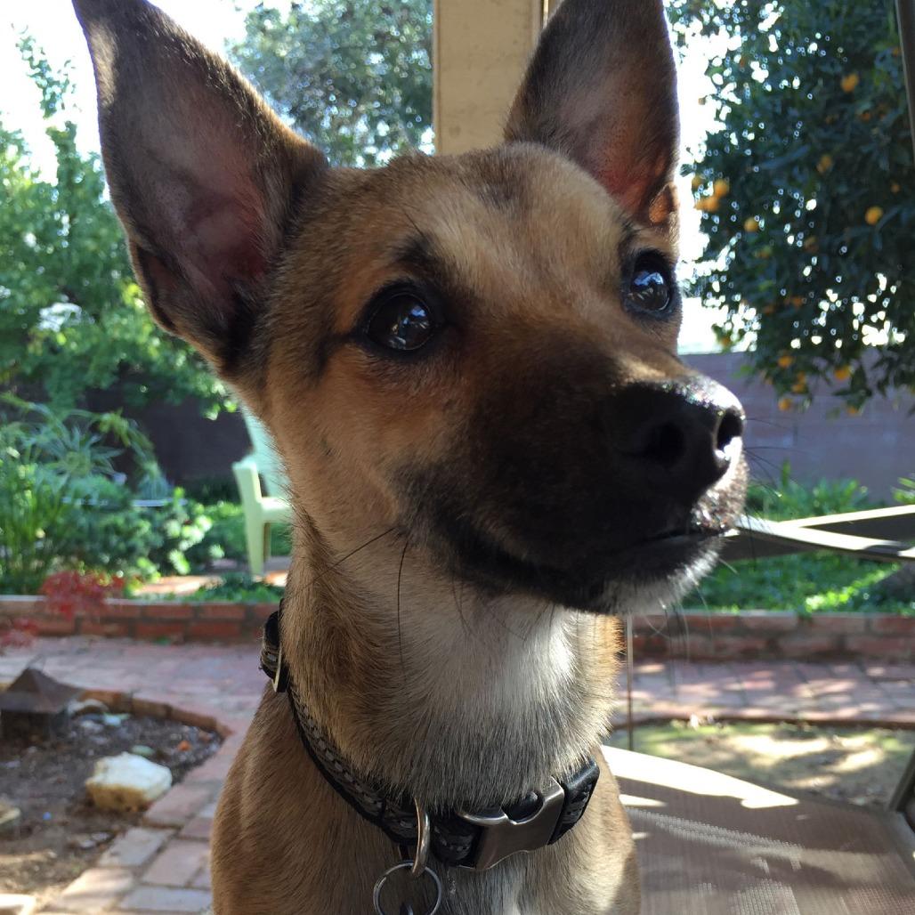 Enlarge Brian, a Adoptable Chihuahua in Fresno, CA image 6/6