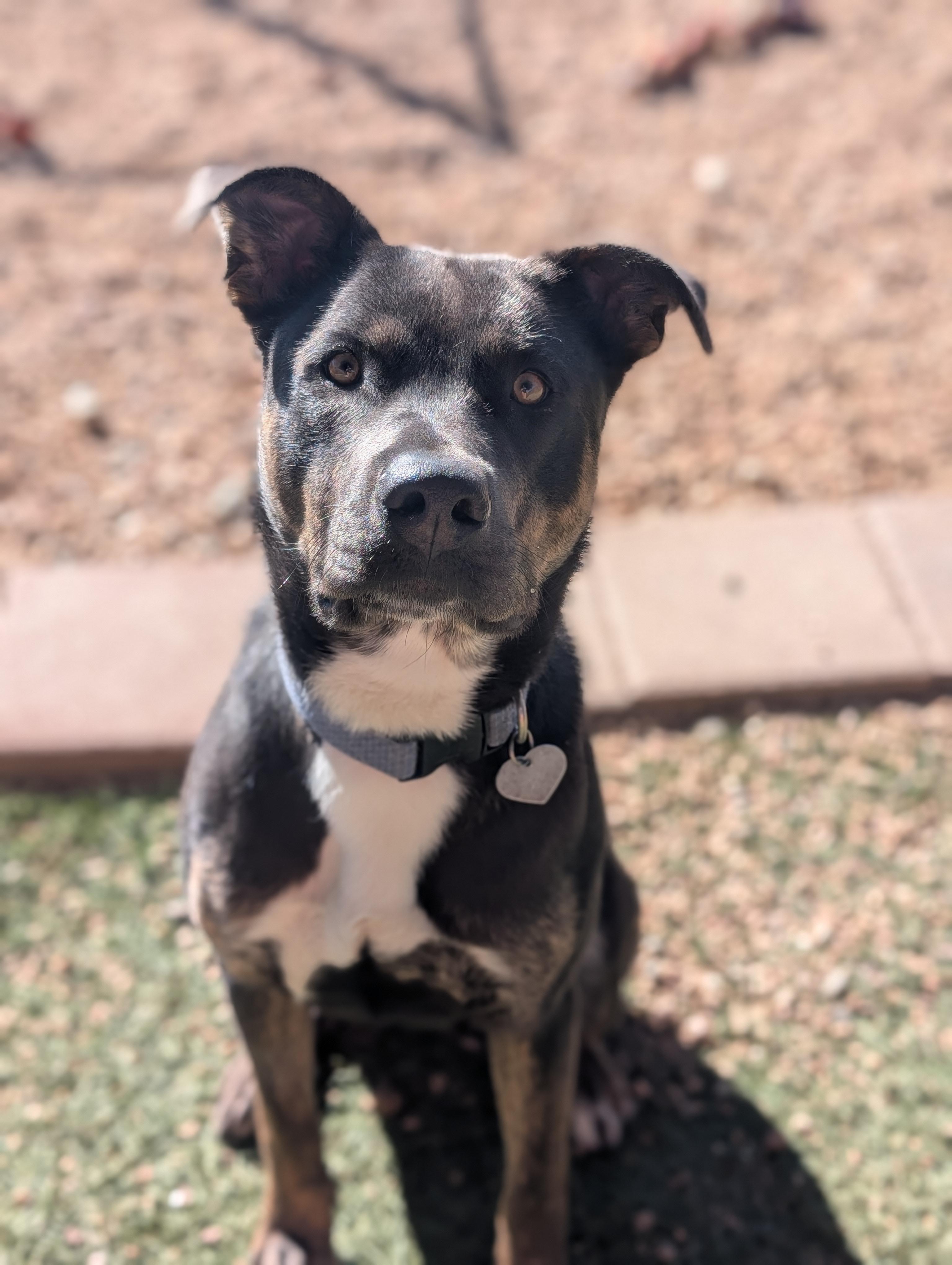 Iree, Adoptable, Young Male American Staffordshire Terrier.