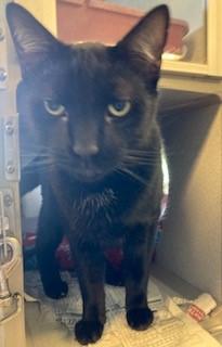 Enlarge Oliver, a Adoptable Domestic Short Hair in Mason City, IA image 1/1
