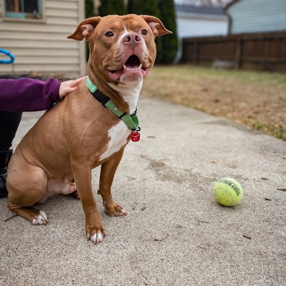 Enlarge Lobster, an adopted mixed breed in Detroit, MI image 2/5