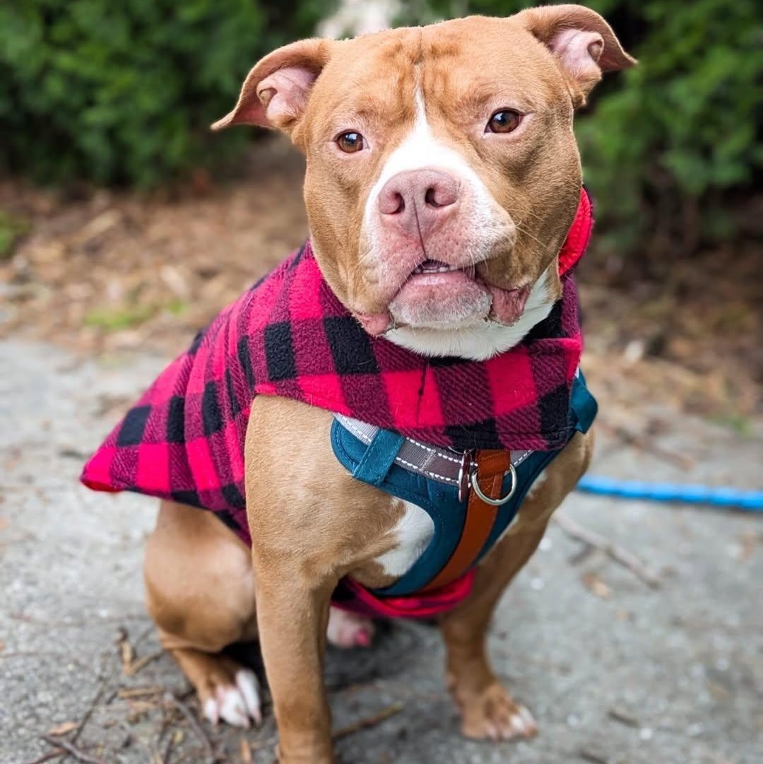 Enlarge Lobster, an adopted mixed breed in Detroit, MI image 4/5